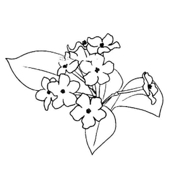 秋天的花朵_丁香-1