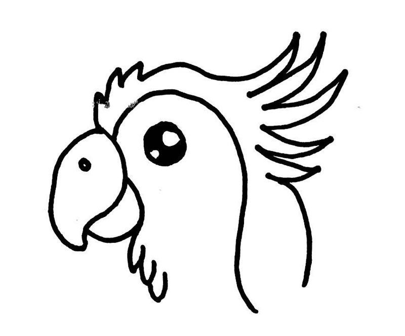 鹦鹉的简笔画-1