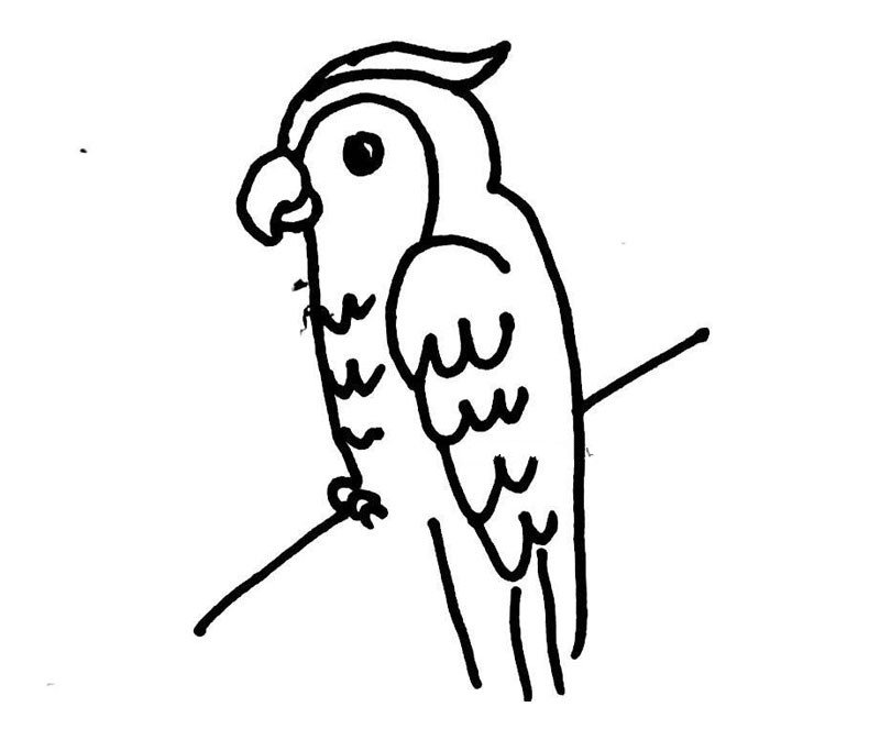 鹦鹉的简笔画-2