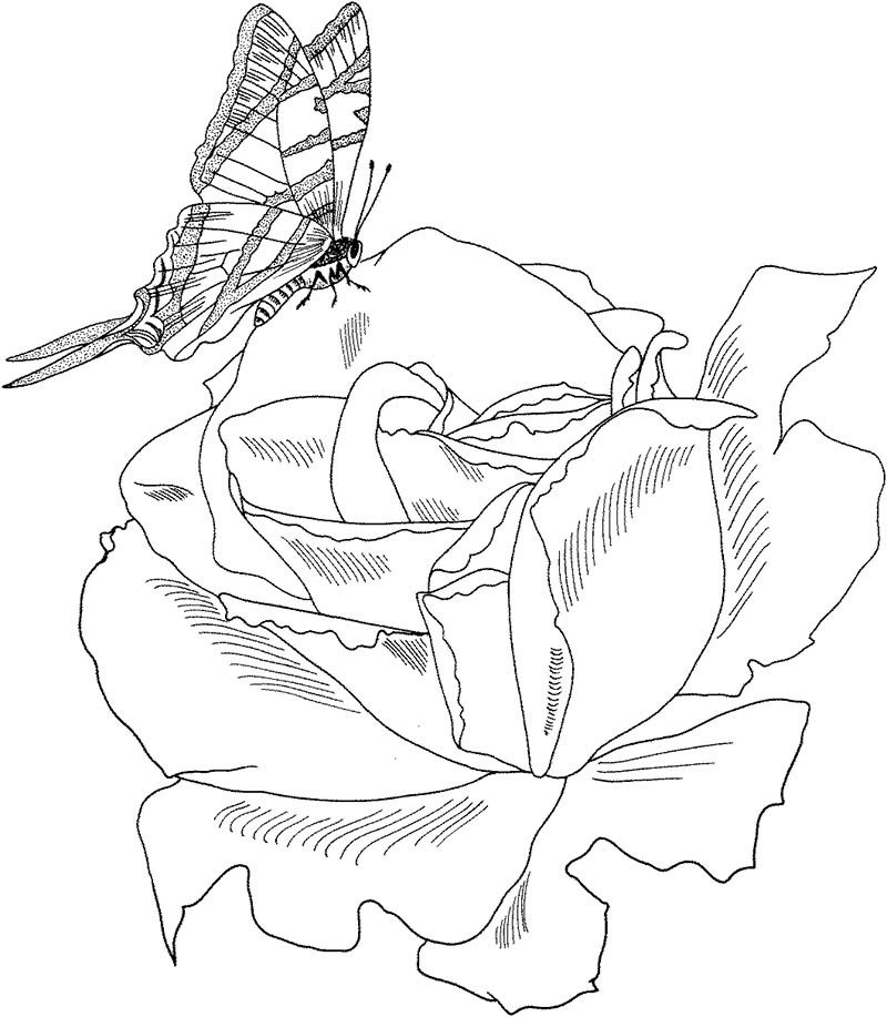 玫瑰花与蝴蝶简笔画图片-1
