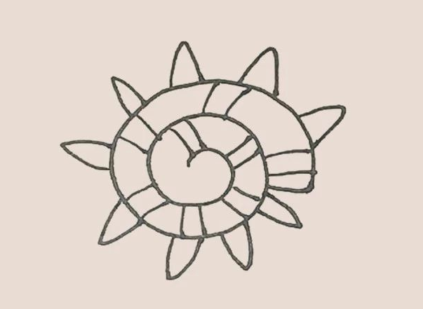 如何画海螺简笔画-4