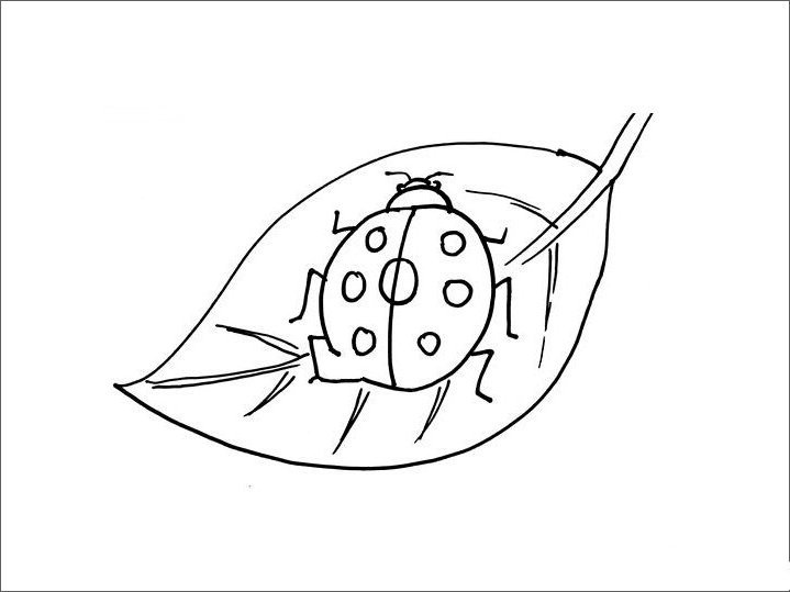 叶子上的瓢虫简笔画-1