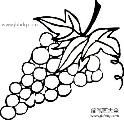 酸甜的葡萄简笔画-1