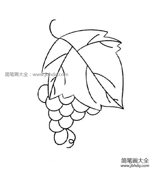 酸甜可口的提子水果简笔画图片-1
