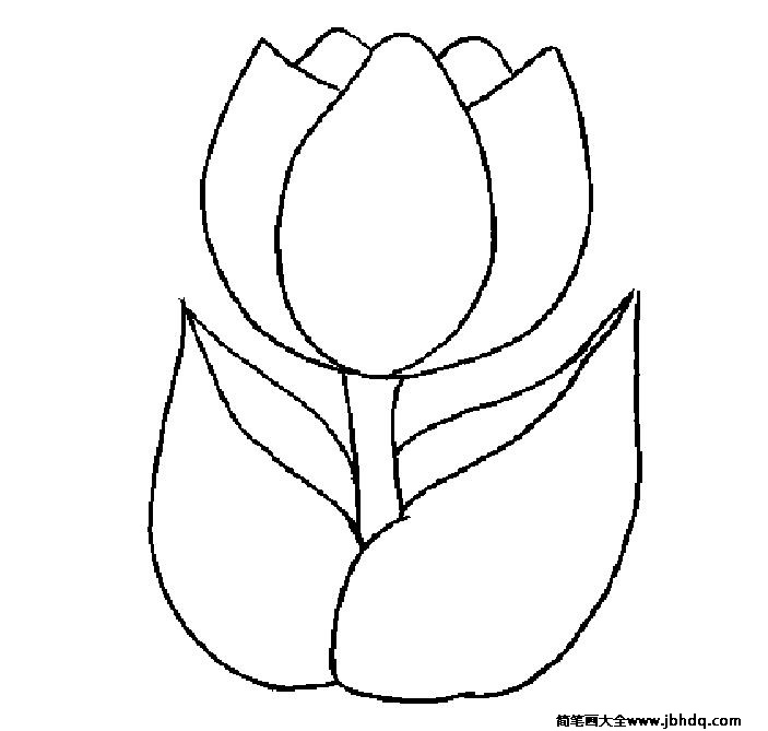 娇媚的郁金香简笔画-1