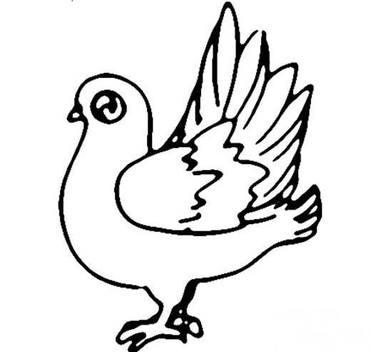 幼儿关于广场上站着的鸽子简笔画图片-1