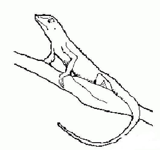 树上的蜥蜴简笔画图片-1