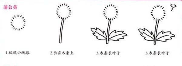 蒲公英简笔画画法步骤：怎么画蒲公英-1