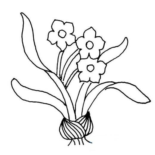 幼儿水仙花简笔画图片-1
