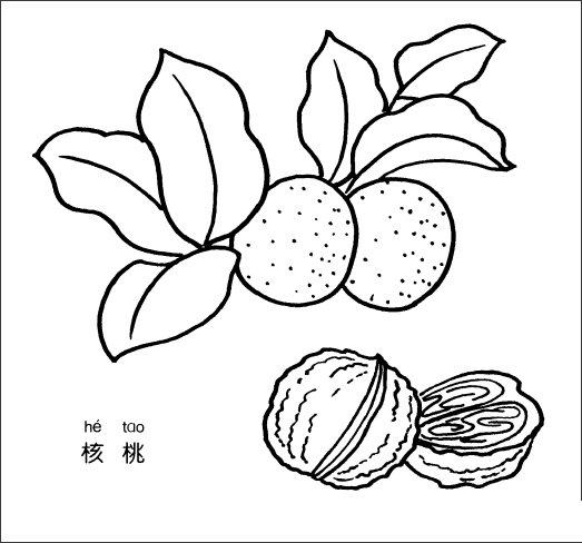 核桃简笔画图片-1