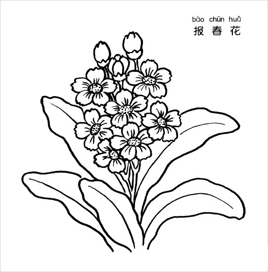 报春花简笔画-1
