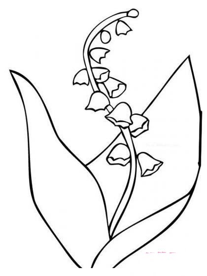 花简笔画：风铃兰花-1