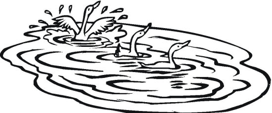 三只天鹅嬉戏简笔画-1