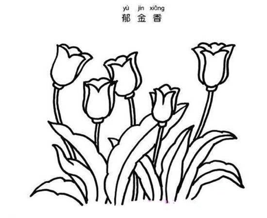 花简笔画:郁金香-1