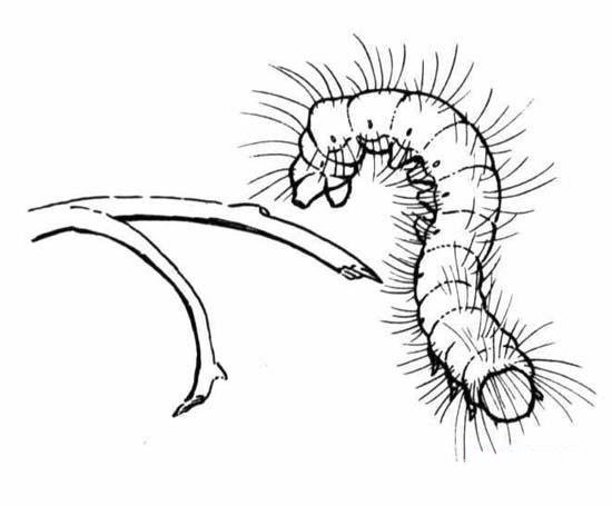 昆虫简笔画：毛毛虫-1