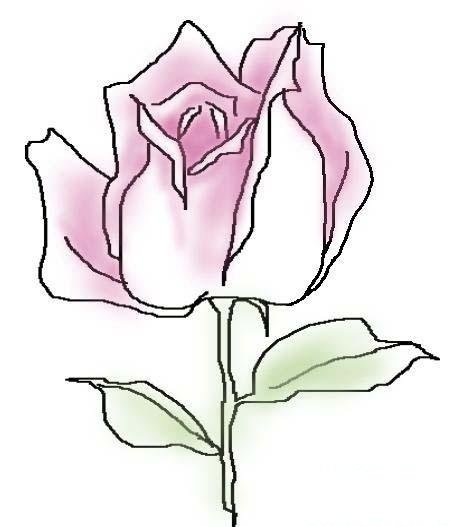彩色的玫瑰花简笔画图片-1