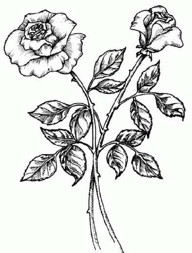 植物简笔画:玫瑰花-1