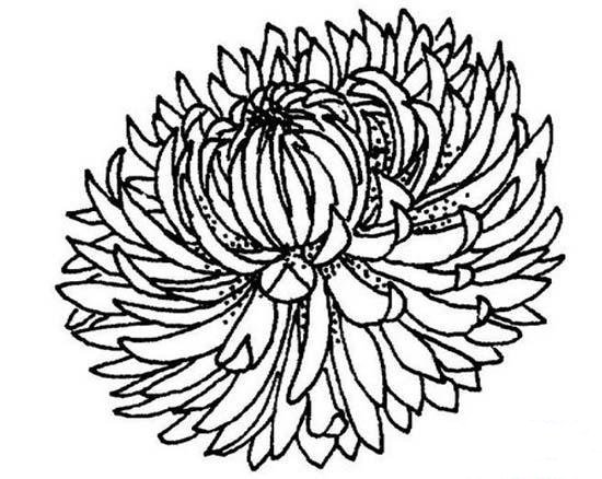 幼儿菊花简笔画图片-1